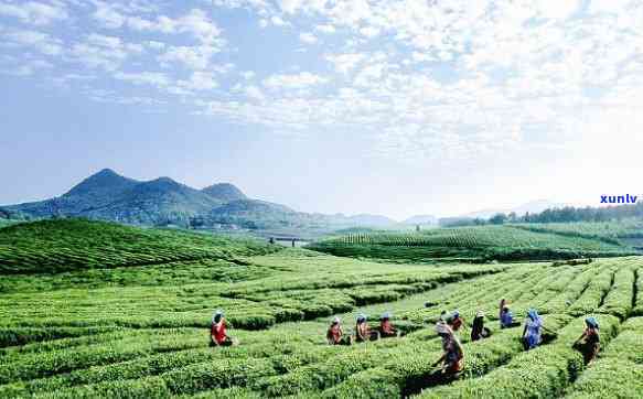 石阡苔茶特点及功效，探秘石阡苔茶：特点与神奇功效