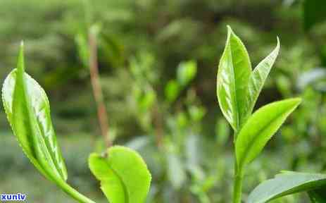 秋天适合饮用什么茶-秋天适合饮用什么茶塔陪