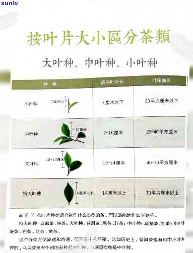 大叶子是什么茶图片，揭秘茶叶家族新成员：大叶子是什么茶？看图一探究竟！