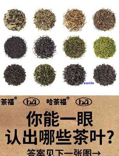 卷成一团的是什么茶叶？识别茶叶品种与查看图片