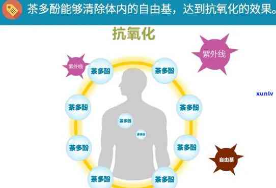 茶有抗氧化作用：科学解析其原因及与减肥的关系