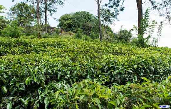 四川老林茶是什么茶种，探究四川老林茶：这是一种什么茶种？