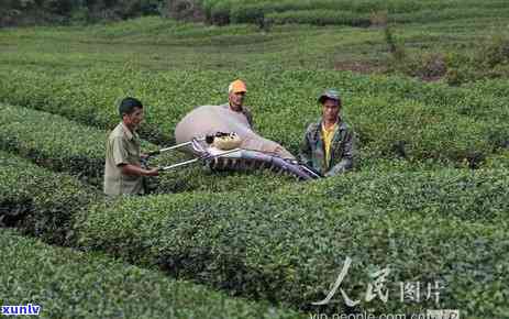 后发酵的茶是什么茶叶，深度解析：后发酵茶的种类与特点