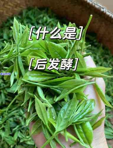 后发酵的茶是什么茶-后发酵的茶是什么茶叶