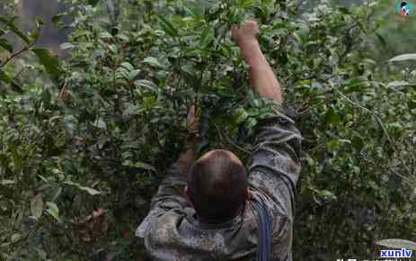 红茶冲泡几次后不能喝，红茶冲泡次数过多，真的不能再喝了！