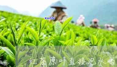 红茶原叶直接泡水喝可以吗，可以直接用红茶原叶泡水喝吗？