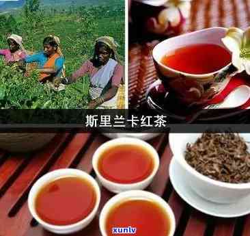 斯里兰卡红茶怎么喝-斯里兰卡红茶怎么喝