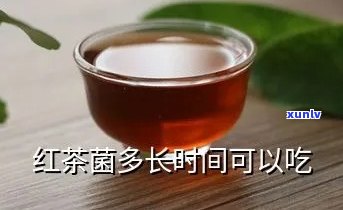 红茶海宝菌泡几天喝-红茶海宝菌什么时候喝比较好