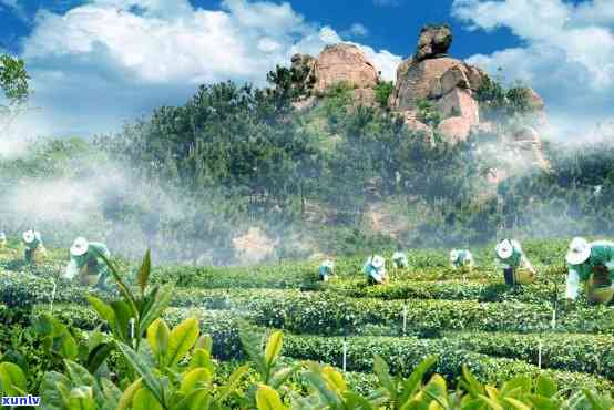 青岛都有什么茶的，探索青岛：品鉴当地知名茶