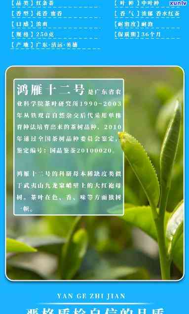 鸿雁十二号是什么茶-鸿雁十二号是什么茶和什么茶杂交后代育