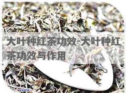 山西大叶茶的功效与作用，揭秘山西大叶茶的神奇功效与作用，你不可不知！