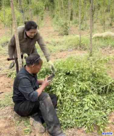 临沧普洱茶饼价格表