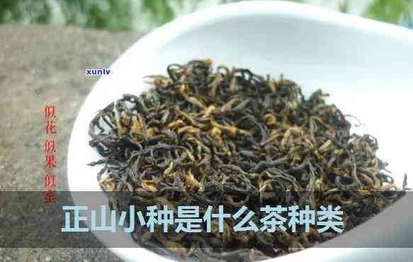 正中小种是什么茶类，探究茶叶品种：什么是正中小种？