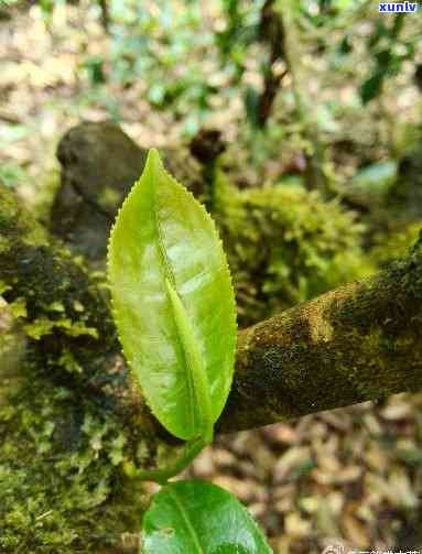 台地茶：好？坏？全面解析