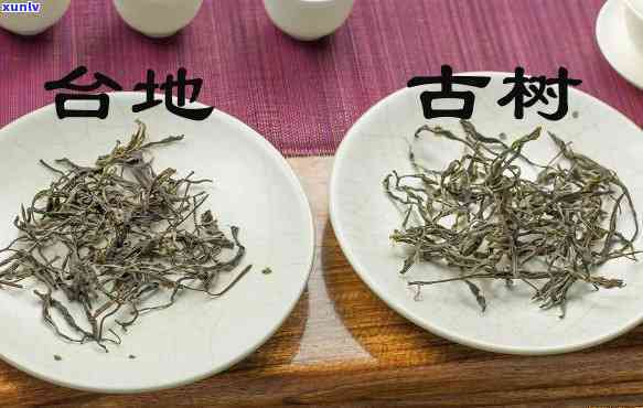 台地茶：好？坏？全面解析