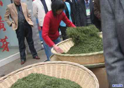 什么茶可以安神醒脑效果好，推荐几种安神醒脑效果好的茶叶