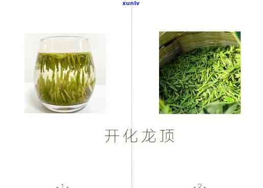 开化龙顶属于什么茶种，探索美味：揭秘开化龙顶的茶种身份