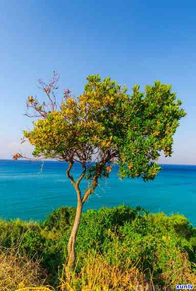 海边种的是什么树，揭秘海边独特风景：哪些树木在这里生长？