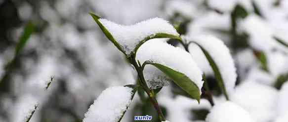 峨眉飘雪属于什么茶-峨眉飘雪属于什么茶类