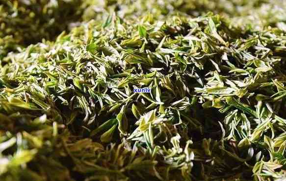 东白春芽是绿茶吗？了解这种中国传统名茶的品种与特点