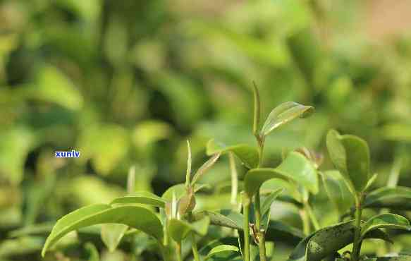 绿水青山属于哪种茶？探讨其特性和分类