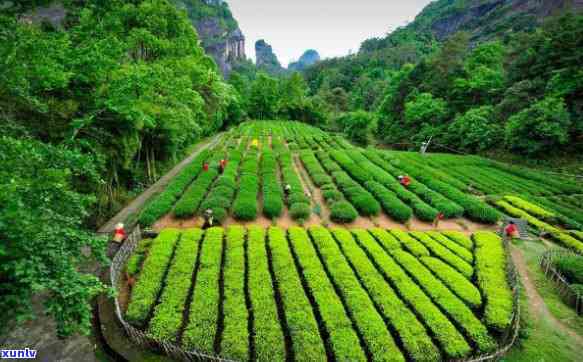 武夷山芃茗苑茶叶，探索福建之美：品味武夷山芃茗苑茶叶的独特魅力