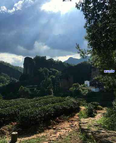 武夷山燚茗岩茶，探寻福建名茶：武夷山燚茗岩茶的魅力与故事