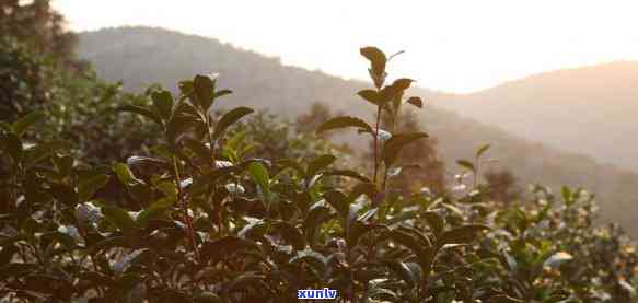 万古山水茶是什么茶种，揭秘万古山水茶：这是一种什么茶种？