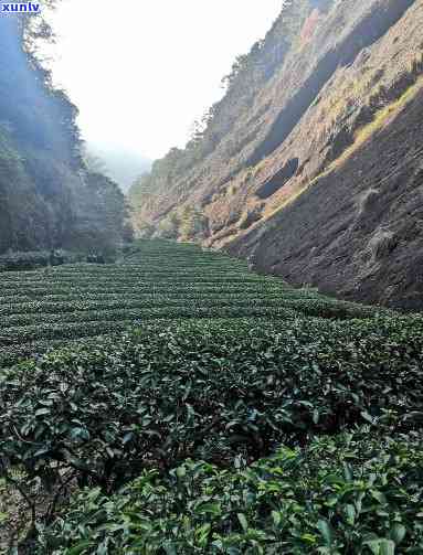 武夷岩茶高山茶的特征，探秘武夷岩茶高山茶的独特特征