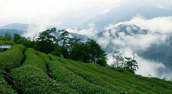 武夷高山茶是什么茶-武夷高山茶是什么茶类