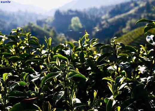 武夷高山茶是什么茶-武夷高山茶是什么茶类