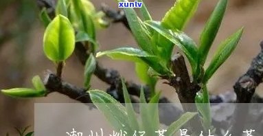 潮州炒仔茶是什么茶-潮州炒仔茶是什么茶叶