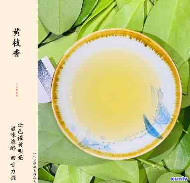 凤凰黄枝香：什么茶种？品种图片全解析