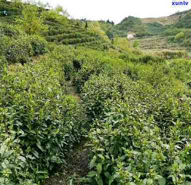 武义高山茶是绿茶吗，探讨武义高山茶的品种：它是绿茶吗？