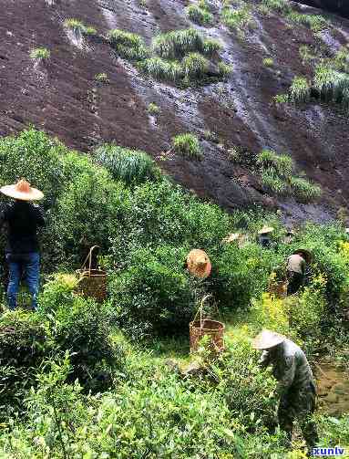 武夷茗枞策是什么茶，探索武夷山的宝藏：什么是武夷茗枞策？