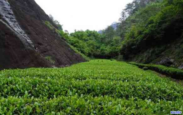 武夷茗枞策是什么茶，探索武夷山的宝藏：什么是武夷茗枞策？