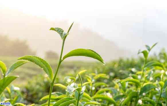 湖南什么茶比较有名-湖南什么茶比较有名的