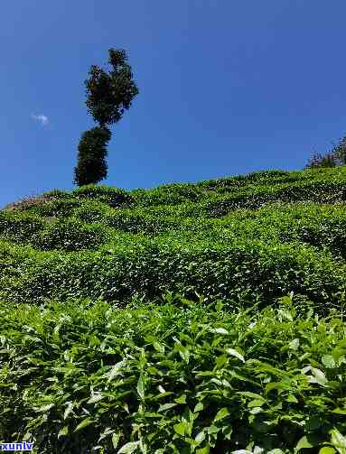 雅安有什么名茶，探寻雅安的茶叶世界：有哪些名茶值得一试？