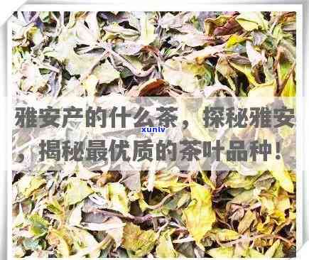 雅安产什么茶？揭秘雅安更具特色的茶叶品种