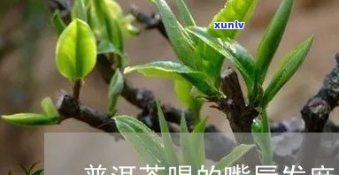 下关茶厂03年生茶价格全览表：详细价格信息一网打尽