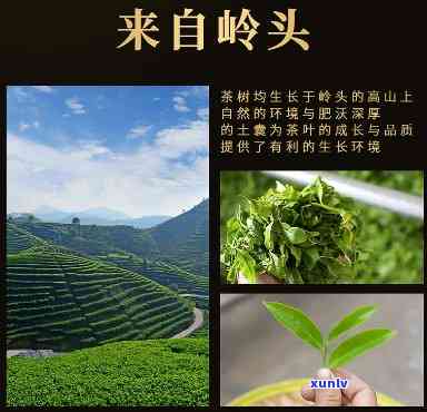 岭头单机属于什么茶-岭头单丛茶是什么茶