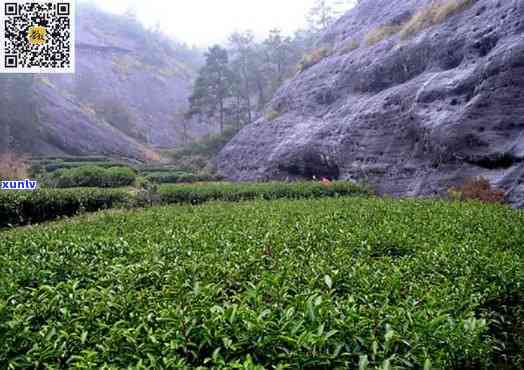 袋泡茶袋子什么材质？全面解析袋泡茶包装材料与泡茶袋