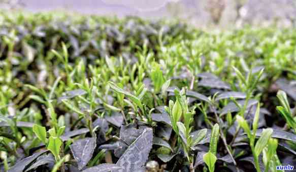 峨眉雪芽属于什么茶种，探究茶叶品种：峨眉雪芽的起源和分类