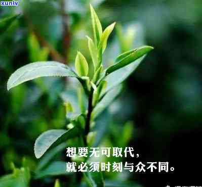 什么茶喝完不影响睡眠？影响睡眠质量的茶叶有哪些？