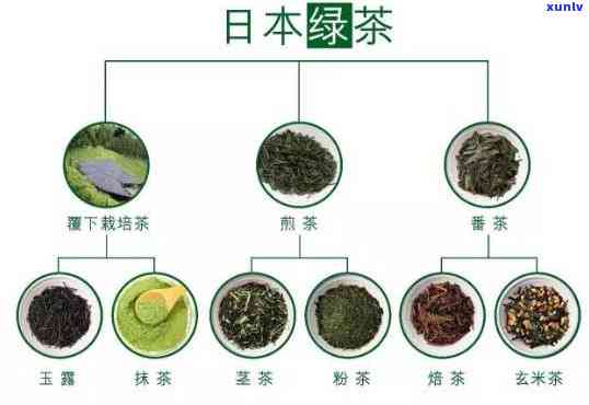 什么茶？了解知名茶叶及其特点