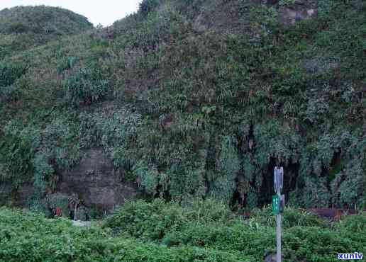 蝙蝠洞茶叶，探索神秘的蝙蝠洞茶叶：一种独特的饮品体验