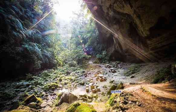 蝙蝠洞茶叶，探索神秘的蝙蝠洞茶叶：一种独特的饮品体验