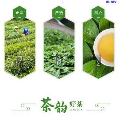 蝙蝠洞瓜片属什么茶-蝙蝠洞茶叶