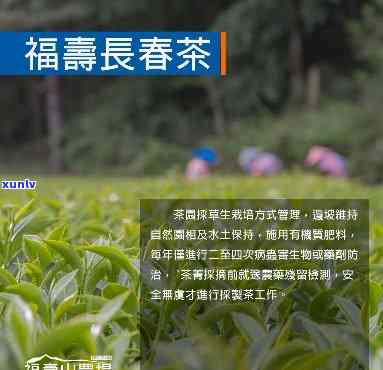 福寿长春茶是什么茶-福寿长春茶是什么茶做的