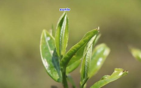 海南鹧鸪茶是什么茶-海南鹧鸪茶是什么茶树